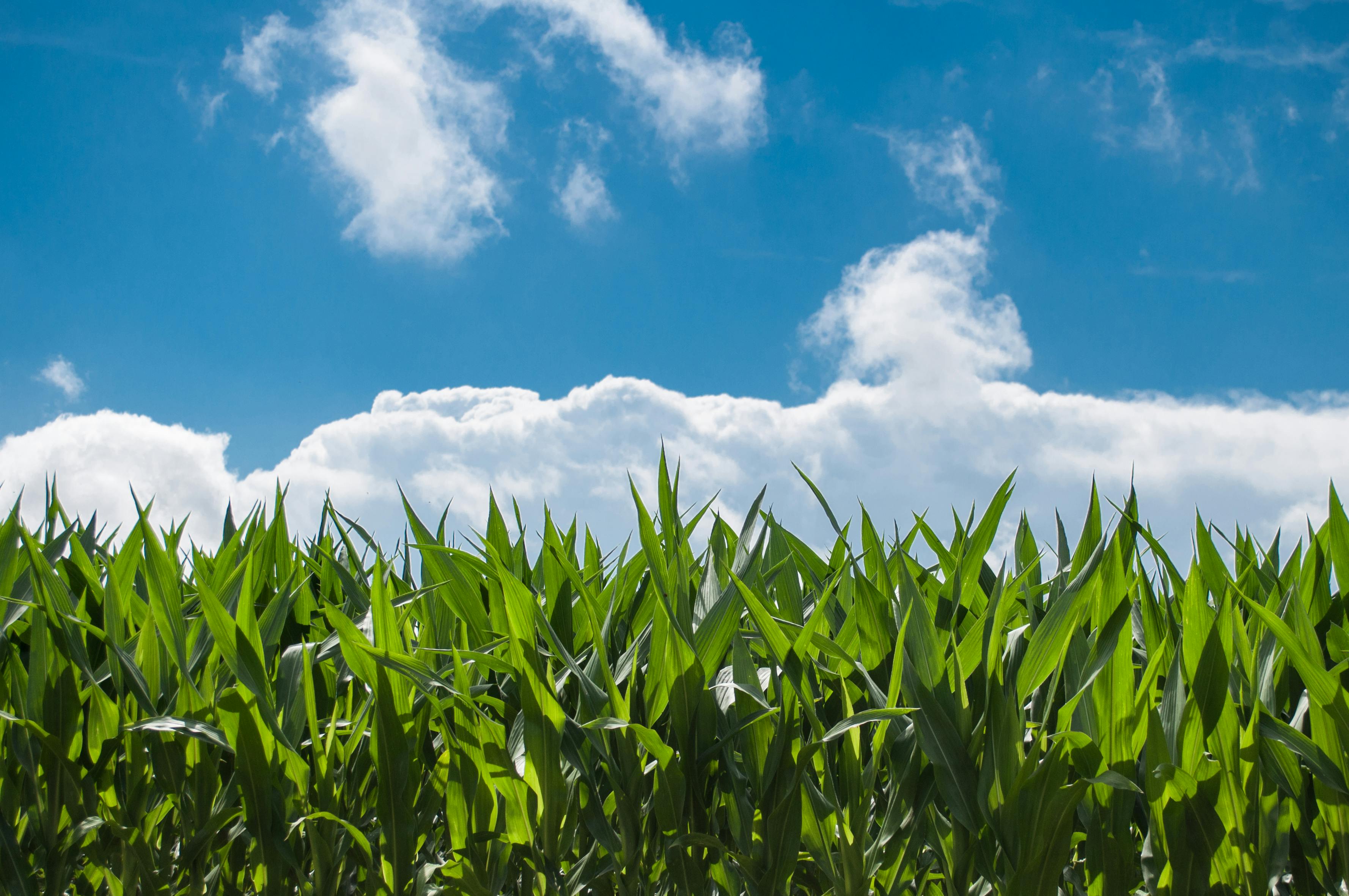 Maize Products