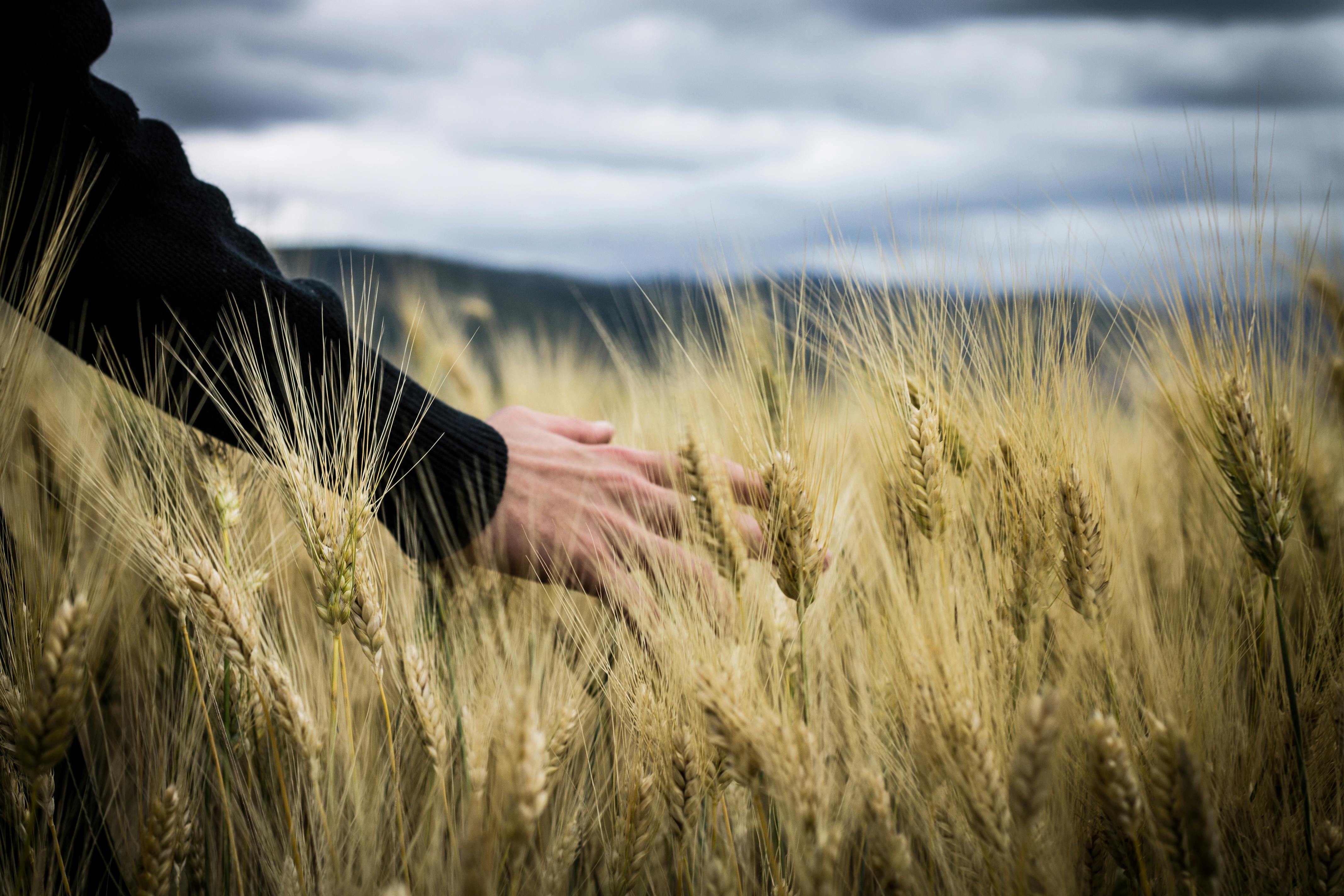 Wheat Products
