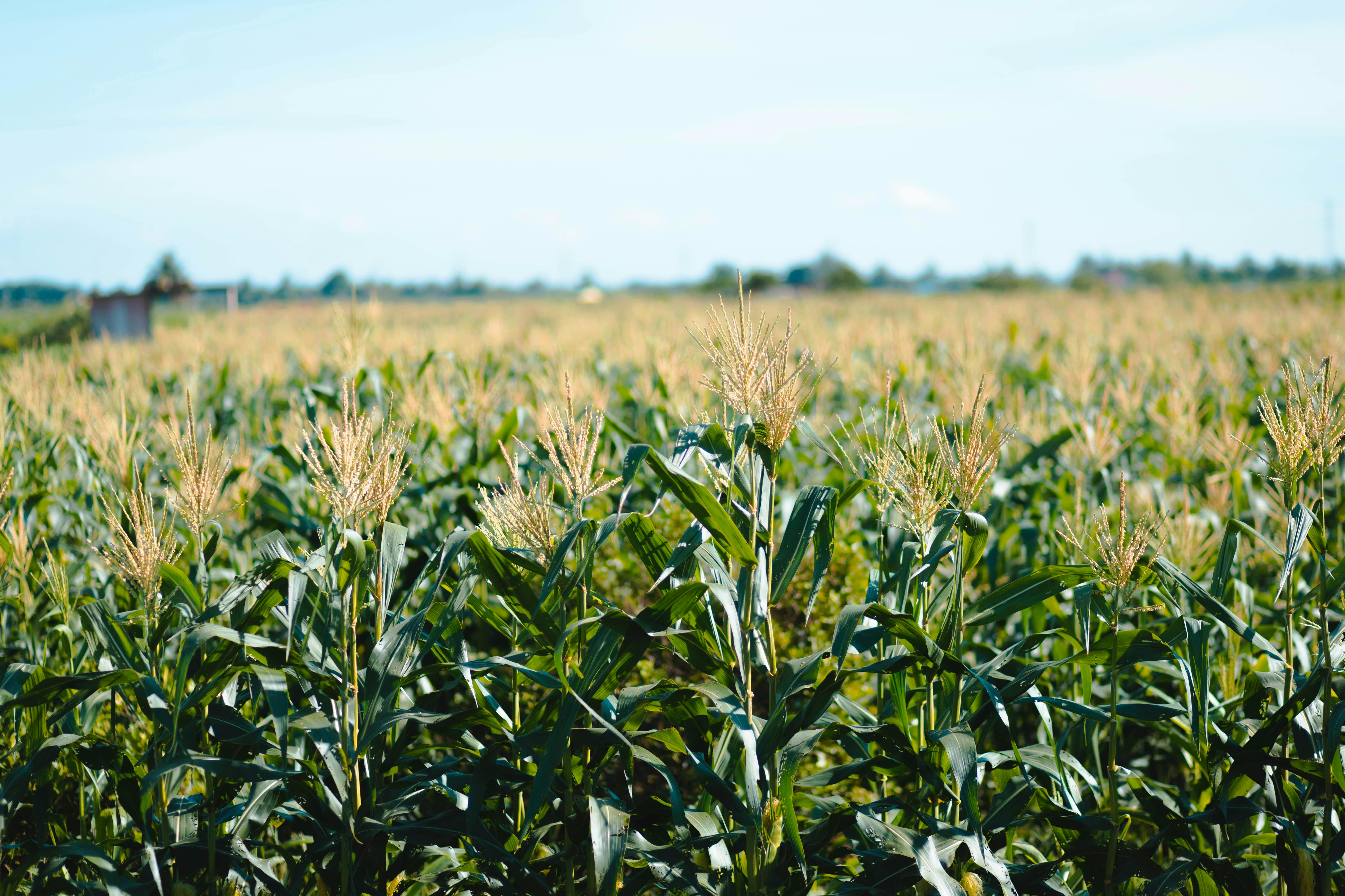 Maize Products